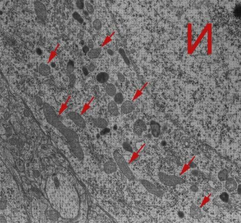 ᐉ 29 Mejores MICROSCOPIOS ELECTRONICOS MITOCONDRIA mes 2023