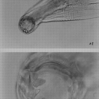 ¿Dónde poder comprar ancylostoma ancylostoma caninum vista microscopio?