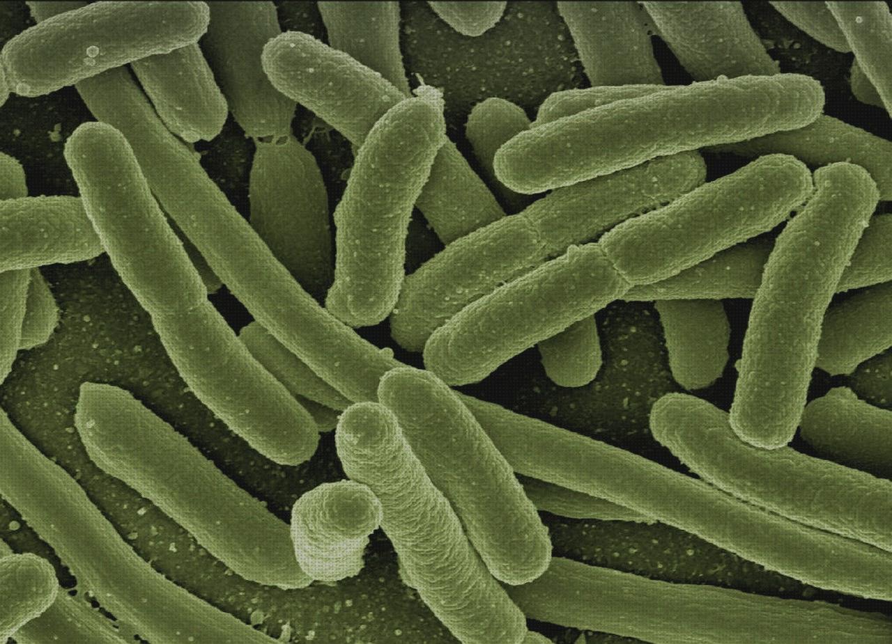 Las mejores marcas de Más sobre estereomicroscopio binocular Más sobre minox 62216 binocular binocular binocular 492908