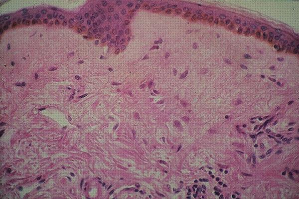 Los 22 Mejores conectivos microscopios del mundo