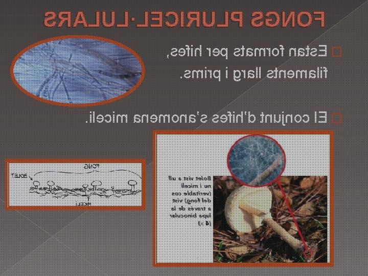 Las mejores marcas de Más sobre binocular 8x36 Más sobre binocular 8x36 Más sobre estereomicroscopio binocular hifes lupa binocular