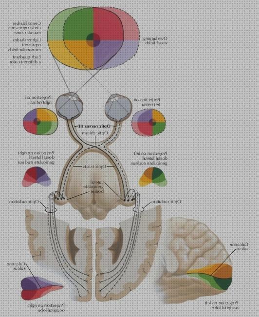 Las mejores marcas de visión binocular binocular human binocular visión