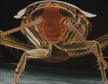 Review de los 38 mejores insectos microscopios