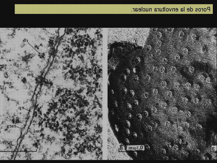 Las mejores marcas de lamina metafasica microscopio electronico