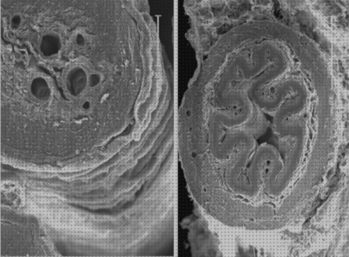 Las mejores marcas de laminarias microscopio electrónico