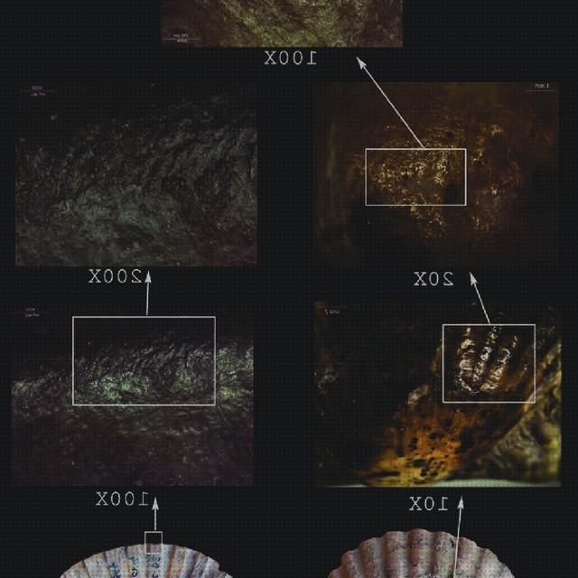 Las mejores marcas de Más sobre binocular 8x36 Más sobre binocular 8x36 Más sobre estereomicroscopio binocular lupa binocular s8apo