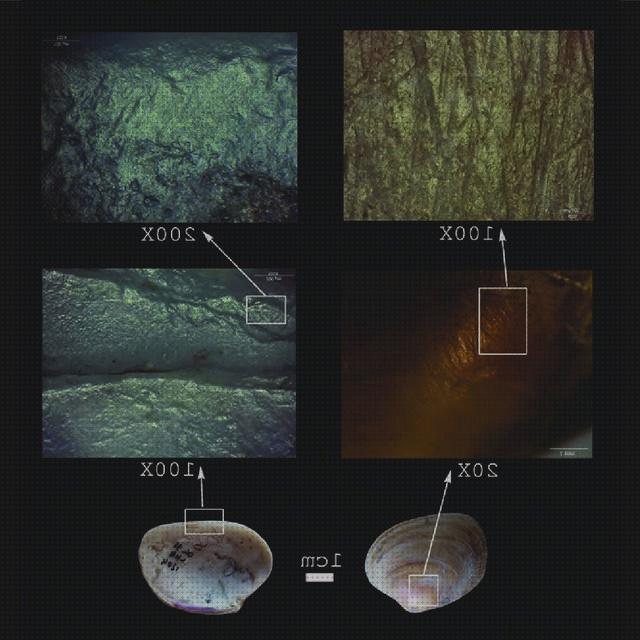 Análisis de las 38 mejores Lupas Binocular S8apo