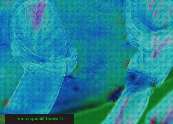 Análisis de las 36 mejores Lupas Binocular Y Microscopios Xtec