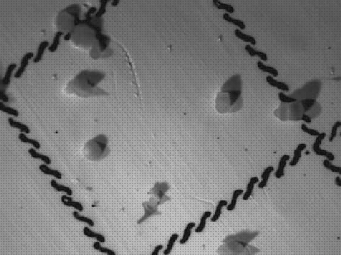 Las mejores Más sobre binocular 8x36 Más sobre binocular 8x36 Más sobre estereomicroscopio binocular microorganismos lupa binocular