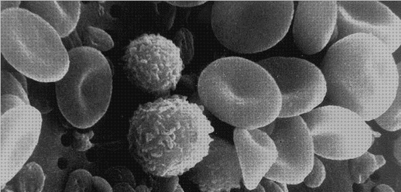 Los 27 Mejores Microscopios De Barridos Samgre