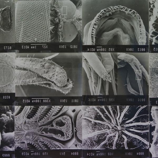 Las mejores marcas de microscopio de barrido termoionico