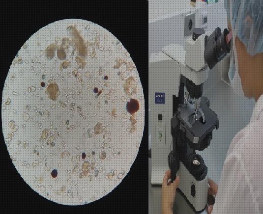 26 Mejores microscopios de campos bajo análisis