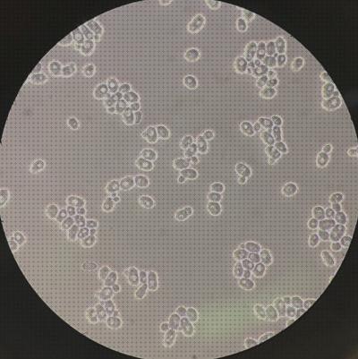 Los 30 Mejores Microscopios De Contrastes De Fases Resoluciones