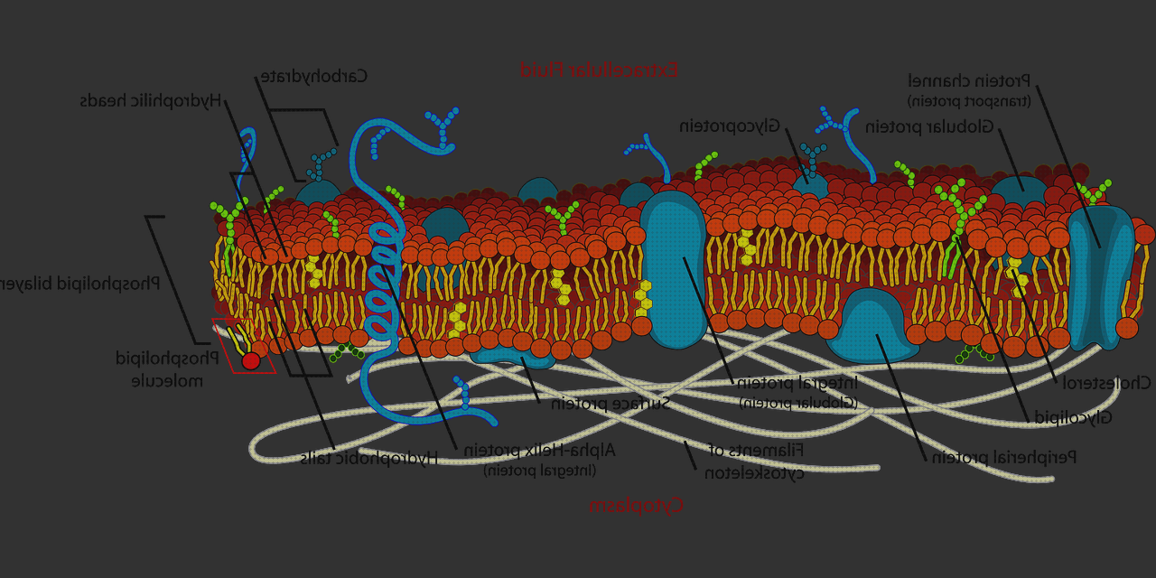 Las mejores Más sobre microscopio óptico cariograma Más sobre microscopio electronico mitocondrias Más sobre microscopio stm microscopio de moleculas