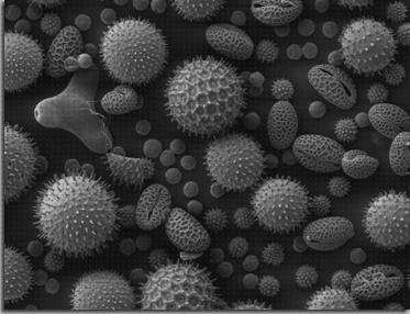 Los mejores 31 Microscopios De Sondas De Electrones