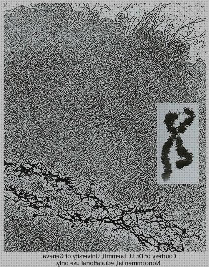 Mejores 31 microscopios dna