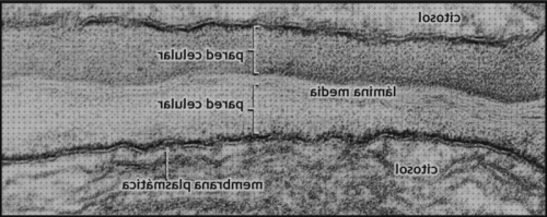 Los 30 Mejores Microscopios Electronicos Biologia Paredes Teléfonos