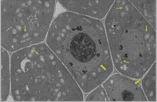 ¿Dónde poder comprar microscopio electrónico célula?