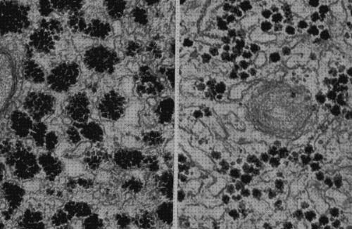 Análisis de los 29 mejores Microscopios Electrónicos Citosol