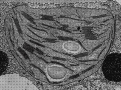 ¿Dónde poder comprar Más sobre microscopio stm Más sobre microscopio electronico de transmisión nucleo poros Más sobre microscopio óptico 400 euros microscopio electronico cloroplasto?