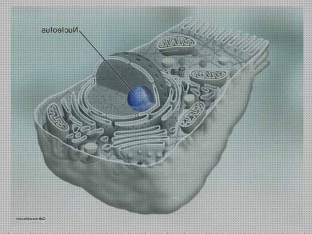 Las mejores marcas de microscopio electronico dcelula