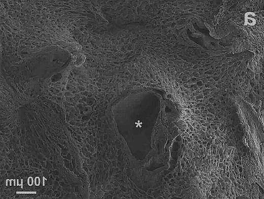 Las mejores microscopio electronico barrido microscopio electronico microscopios microscopio electronico de barrido 3d