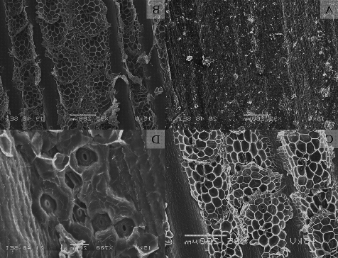 Análisis de los 25 mejores Microscopios Electronicos De Barridos Caracteristicas Morfologicas