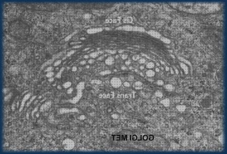 ¿Dónde poder comprar barridos electrónicos microscopios microscopio electronico de barrido celula animal?