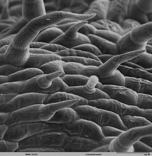 Análisis de los 28 mejores Microscopios Electronicos De Barridos Celula