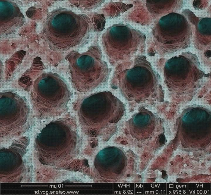 Las mejores marcas de microscopio electronico de barrido conclusion