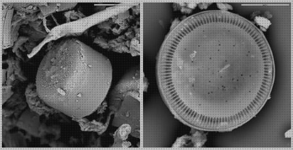 ¿Dónde poder comprar Más sobre microscopio electronico de barrido eds Más sobre telescopio terrestre reticula Más sobre microscopio electronico poros nucleares microscopio electronico de barrido csic?