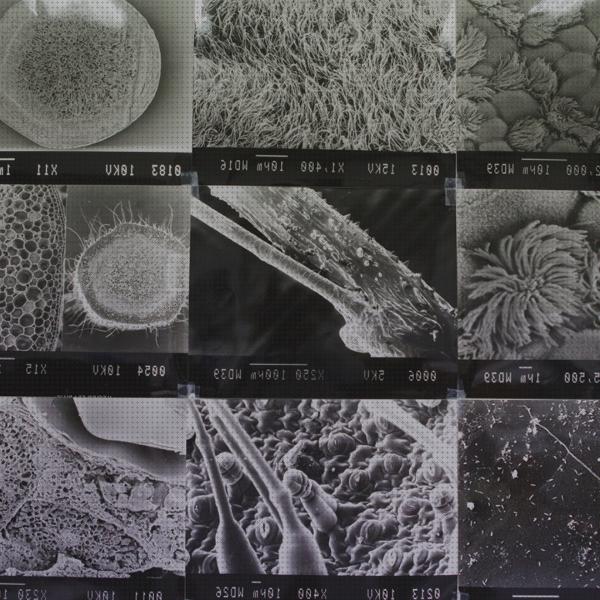 Los mejores 21 Microscopios Electronicos De Barridos Electrones Secundarios