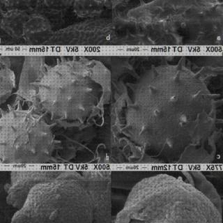 Las mejores marcas de fijacion microscopio electronico de barrido fijacion