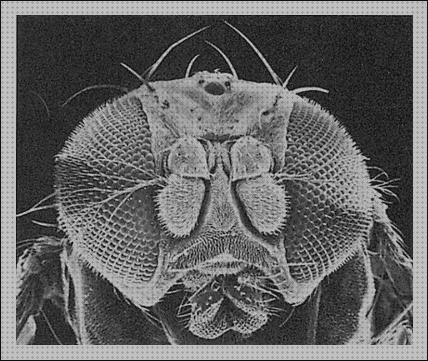 ¿Dónde poder comprar microscopio electronico de barrido fotoreceptores?