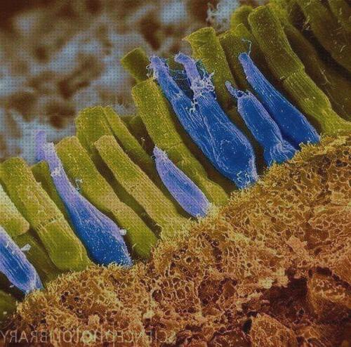 Análisis de los 22 mejores Microscopios Electronicos De Barridos Fotoreceptores