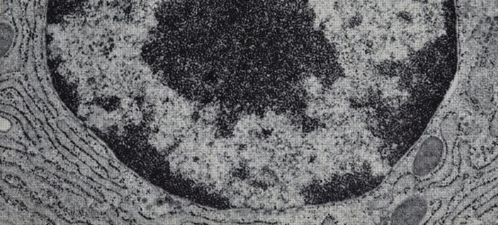 Las mejores barridos electrónicos microscopios microscopio electronico de barrido nucleo