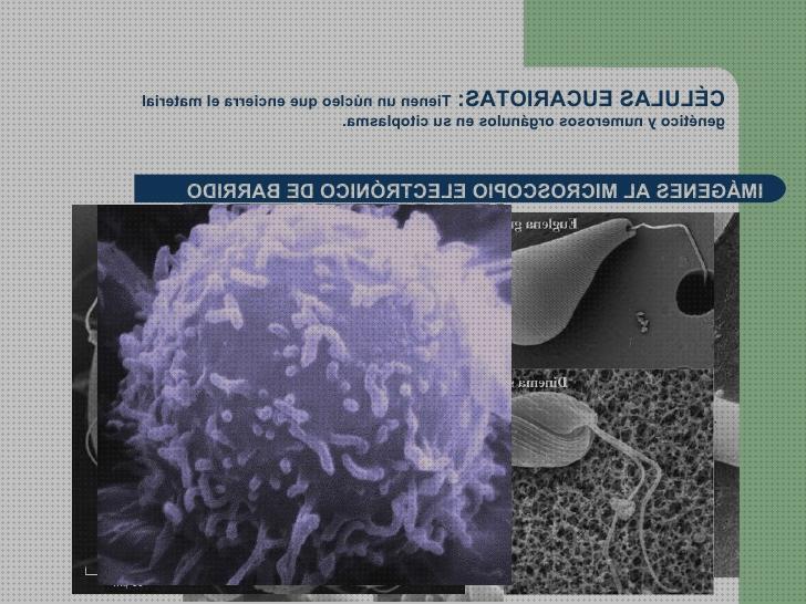 ¿Dónde poder comprar microscopio electronico de barrido organulo?