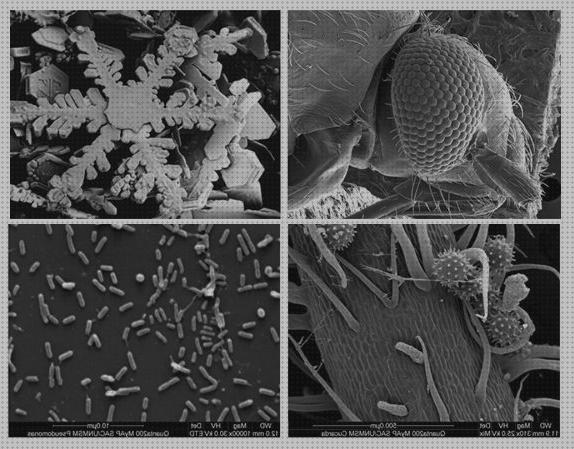 Las mejores microscopio electronico de barrido plaquitas