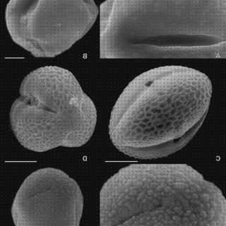 Las mejores microscopio electronico de barrido polen