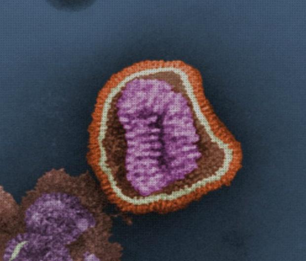 Los 24 Mejores Microscopios Electrónicos De Las Gripes