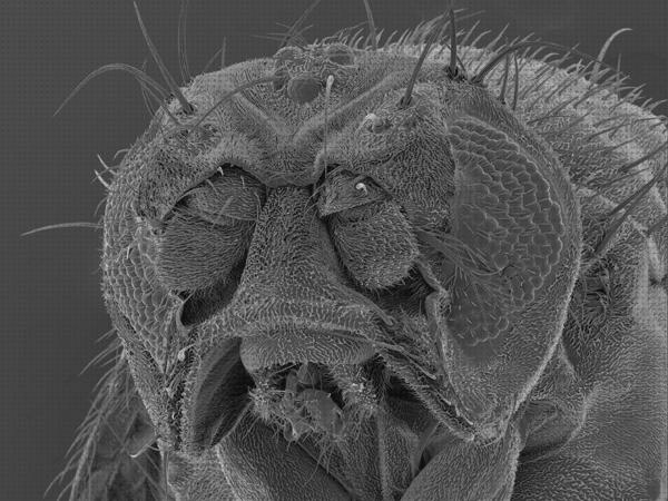 Los 28 Mejores Microscopios Electronicos De Restreo