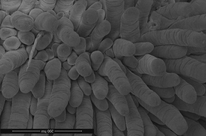 Análisis de los 22 mejores Microscopios Electronicos De Transiciones