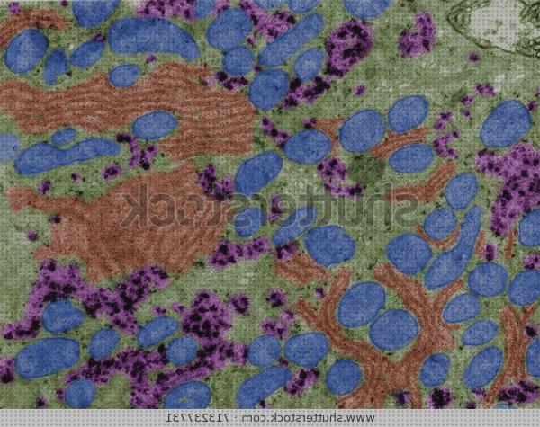 Opiniones de los 22 mejores Microscopios Electrónicos De Transmision Azules