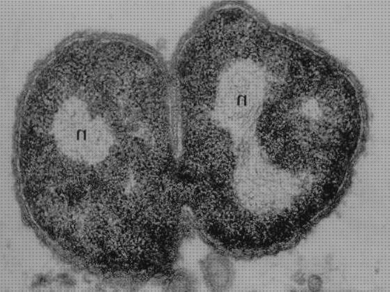 Los 22 Mejores Microscopios Electronicos De Transmision Citocinesis