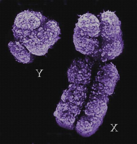 ¿Dónde poder comprar microscopio electronico de transmision kromosomas?