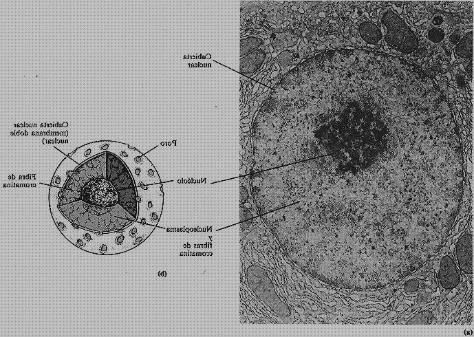 ¿Dónde poder comprar microscopio electronico de transmision nucleo?