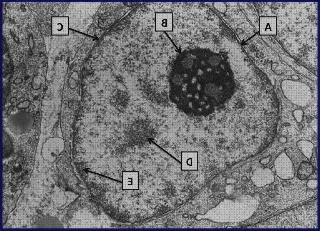 Opiniones de los 32 mejores Microscopios Electronicos De Transmision Nucleo