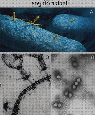 Las mejores microscopio electronico de transmision pequeño