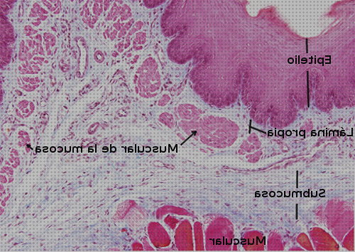 Las mejores microscopio electronico esófago