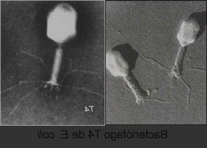 ¿Dónde poder comprar Más sobre microscopio electronico poros nucleares Más sobre microscopio óptico cariograma Más sobre microscopio electronico mitocondrias microscopio electronico fago t4?